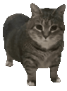 :chatgif2: