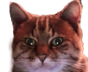 :chatzoom3: