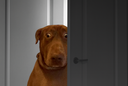 :teddiporte: