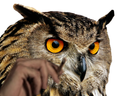 :hibou_fume_: