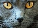 :CatZoom2: