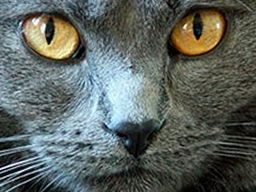 :CatZoom2: