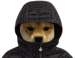 :ChienCapuche: