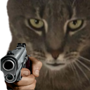 :Chat_flingue: