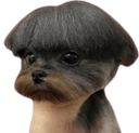 :Chiencoupe3: