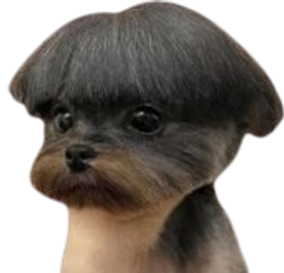 :Chiencoupe3: