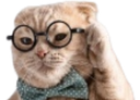 :Chat_lunette_: