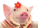 :princesse_cochon: