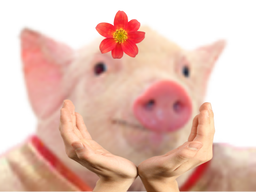 :princesse_cochon: