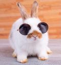 :Lapin_copain:
