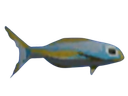 :petipoisson: