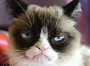 :Chat_copain_: