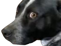 :chien_chokbar: