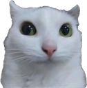 :chat_zieute: