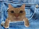 :chat_2_poche: