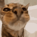 :Chat_soif: