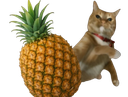 :Catananass: