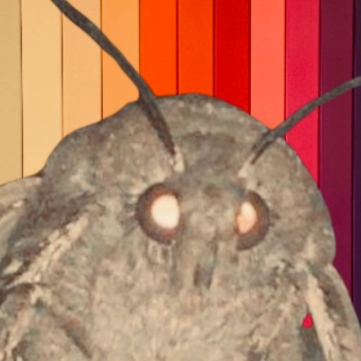 Moth