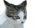 :chaton_oreilles: