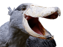 :shoebil_rire: