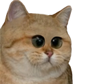 :chat_triso: