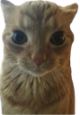 :chat_autiste: