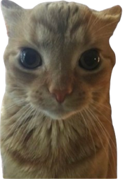:chat_autiste: