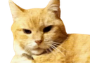 :chat_vener: