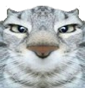 :chat-regard-meprisant: