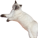 :Gros_chat_AhuriKJ: