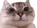 :Migno_chat: