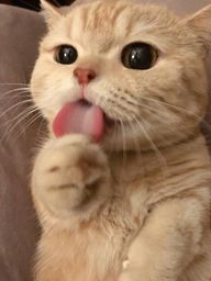 :Leche: