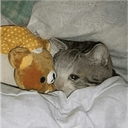 :ChatDodo: