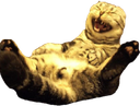 :chat_rigole_: