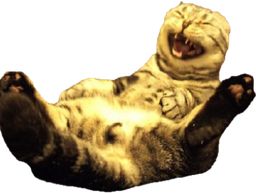 :chat_rigole_: