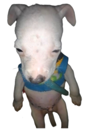 :Chien_def: