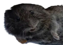 :rongeur_merde: