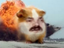 :Hamstaboum: