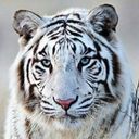 Scar