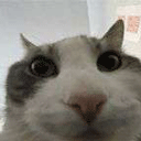 :chatcouine: