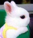 :Copainlapin: