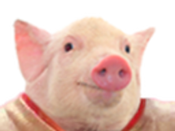 :cochon1: