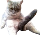 :Chat_qui_bande: