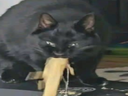 :chatvomi: