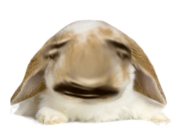 :Lapin_Belier_Bulle_2: