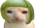 :matou2: