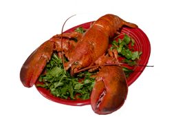 :homard: