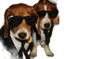 :chien_khey: