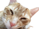 :Chat_Flemme: