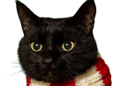 :chatsus: